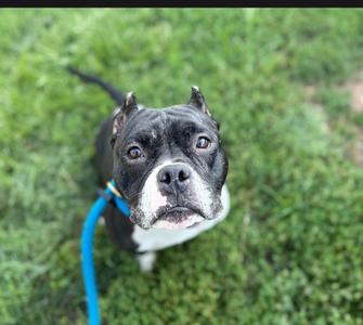 A black and white dog with a blue leash looking up at the camera on a grassy field.