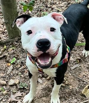 Bennie, Mixed Breed, adult, available for adoption