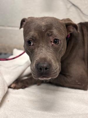 Cosmic Owl 3, Mixed Breed, young, available for adoption