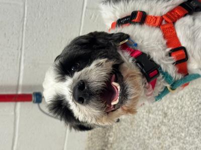Charlie Chaplin, Mixed Breed, adult, available for adoption