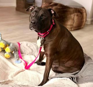 Dollop O Daisy, Mixed Breed, adult, available for adoption