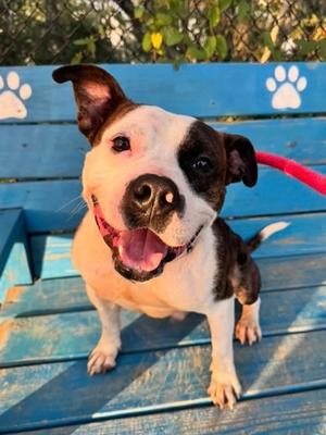 Birria, Mixed Breed, adult, available for adoption