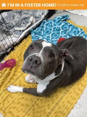 Daisy Green, Mixed Breed, adult, available for adoption