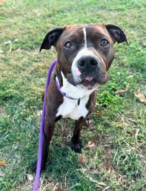 Breakfast Taco, Mixed Breed, adult, available for adoption