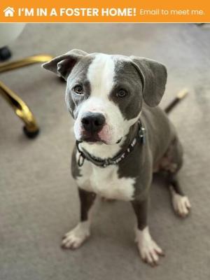 A gray and white dog sitting on a carpeted floor, wearing a collar. The text at the top of the image reads "I'M IN A FOSTER HOME! Email to meet me."