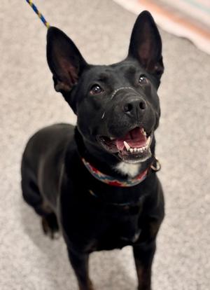 Appoline, Mixed Breed, young, available for adoption