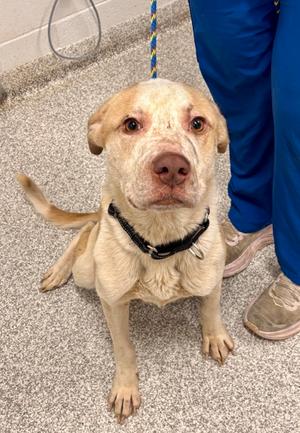 Abbott, Mixed Breed, adult, available for adoption