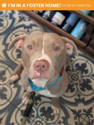 A brown and white dog with a blue collar looking up at the camera, sitting on a patterned floor with a shelf in the background. The text at the top reads 'I'M IN A FOSTER HOME! Email to meet me.'