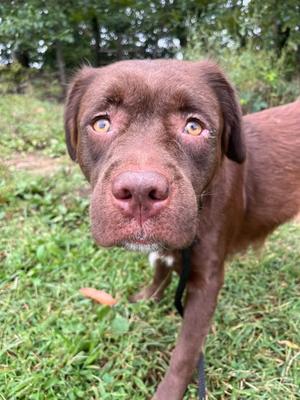 A close-up of a brown dog with large, expressive eyes, standing in a grassy area.