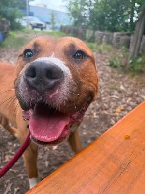 Flint, Mixed Breed, adult, available for adoption