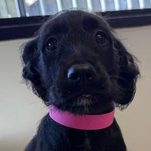 Saturn, Terrier and Labrador Retriever, puppy, available for adoption