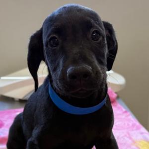 a black puppy wearing a blue collar