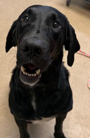Ruger, Great Dane and Labrador Retriever, adult, available for adoption