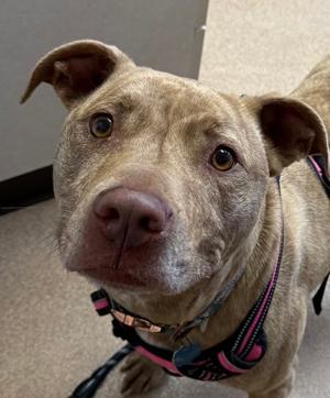 Riley, Pit Bull Terrier Mix, adult, available for adoption