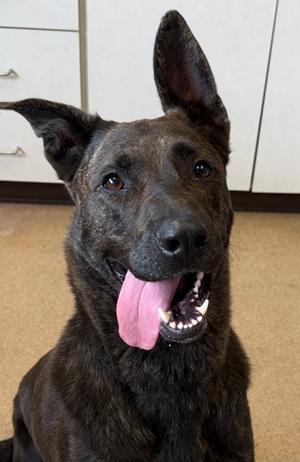Kimber, German Shepherd Dog and Mastiff, adult, available for adoption