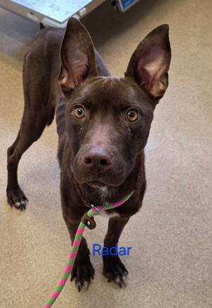 Radar, Pit Bull Terrier Mix, young, available for adoption
