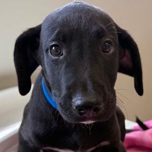Moon, Terrier and Labrador Retriever, puppy, available for adoption