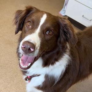 Ollie, Australian Shepherd Mix, adult, available for adoption