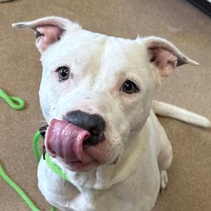 A white dog with a green leash, sticking out its tongue.
