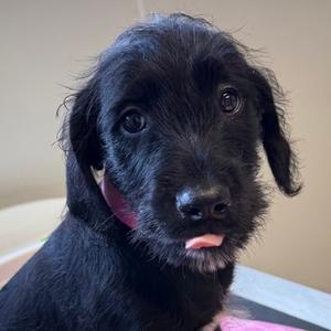 Sunny, Terrier and Labrador Retriever, puppy, available for adoption