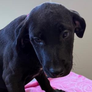 Venus, Terrier and Labrador Retriever, puppy, available for adoption