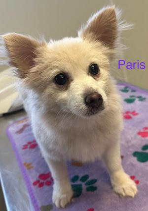 A small white dog with big ears and dark eyes standing on a purple mat with paw prints. The name 'Paris' is written in purple text next to the dog.