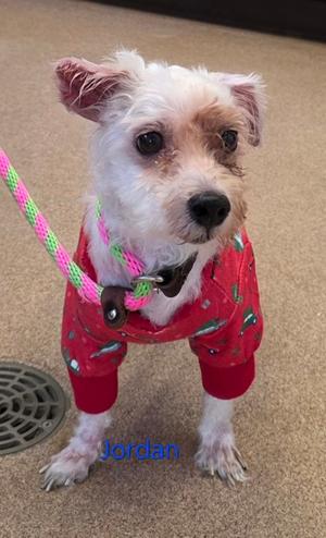 Jordan, Maltese Mix, senior, available for adoption