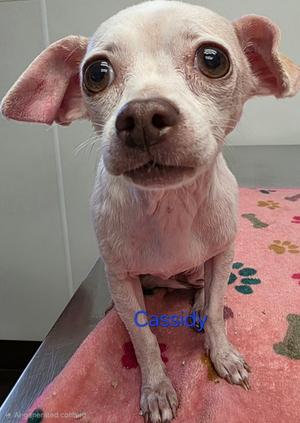 Cassidy, Chihuahua - Smooth Coated Mix, senior, available for adoption
