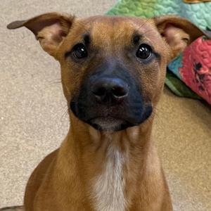Rootbeer, Pit Bull Terrier Mix, young, available for adoption