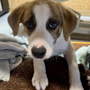 Rascal, Coonhound, puppy, available for adoption