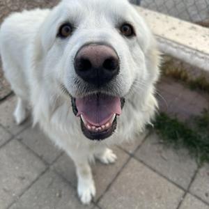 A close-up of a happy-looking white dog with its tongue hanging out.