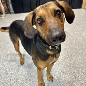 Daisy Mae, Black and Tan Coonhound, adult, available for adoption