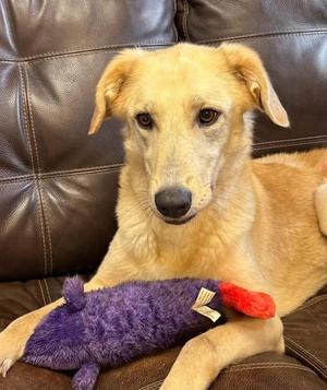 Sadie, Golden Retriever, adult, available for adoption