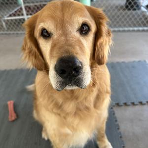 Dante, Golden Retriever, senior, available for adoption