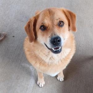 A medium-sized, light brown dog with floppy ears and a happy expression looks up at the camera.