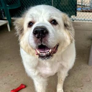 Lilly, Great Pyrenees, senior, available for adoption