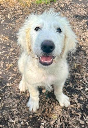 A fluffy white puppy with a black nose and bright eyes, sitting on a bed of mulch.