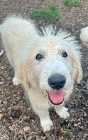 A fluffy white dog with a black nose and tongue out, standing on a mulch-covered ground.