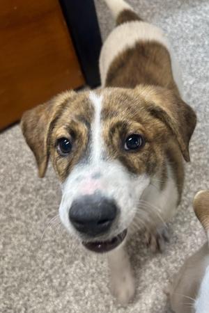 Patches, Coonhound, puppy, available for adoption