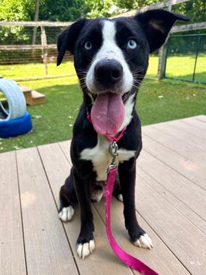 Peanut Bread, Mixed Breed, young, available for adoption