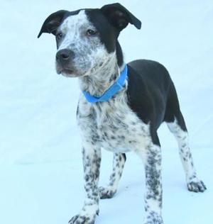 A black and white spotted puppy with a blue collar standing against a plain white background.