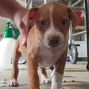 Celaena, Mixed Breed, puppy, available for adoption