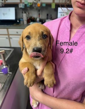 Anya, Mixed Breed, puppy, available for adoption