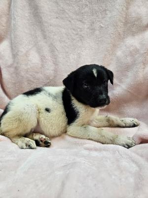 Breezeberry, Mixed Breed, puppy, available for adoption