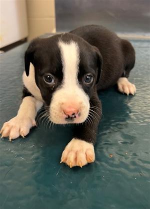 Jilly, Mixed Breed, young, available for adoption