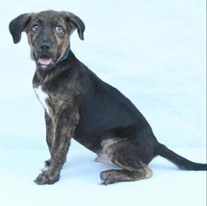 A brindle and black puppy sitting on a white background, looking at the camera with its mouth slightly open.
