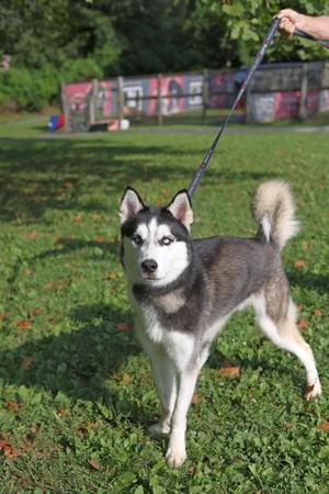 A husky dog standing on grass, being held on a leash by a person.