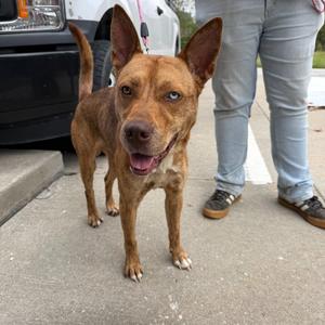 Miner, Husky / Terrier, adult, available for adoption
