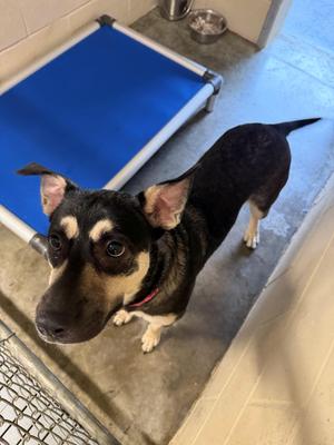 Rosie, Shepherd / Husky, puppy, available for adoption
