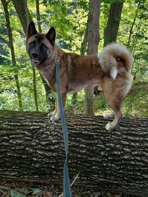 Copley, Akita Mix, adult, available for adoption